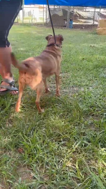 Enlarge Doobie, a ADOPTABLE mixed breed in West Hartford, CT video 5/6