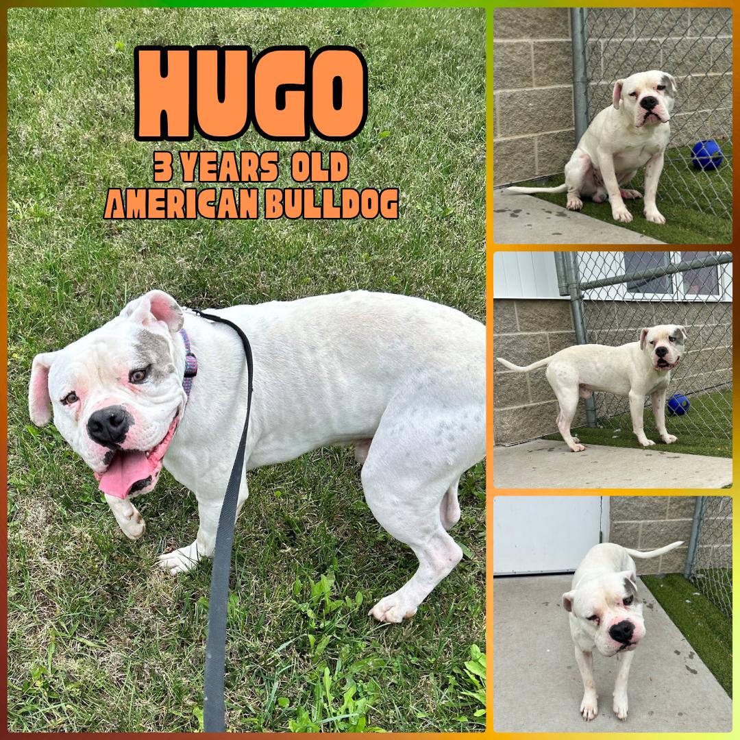 Hugo