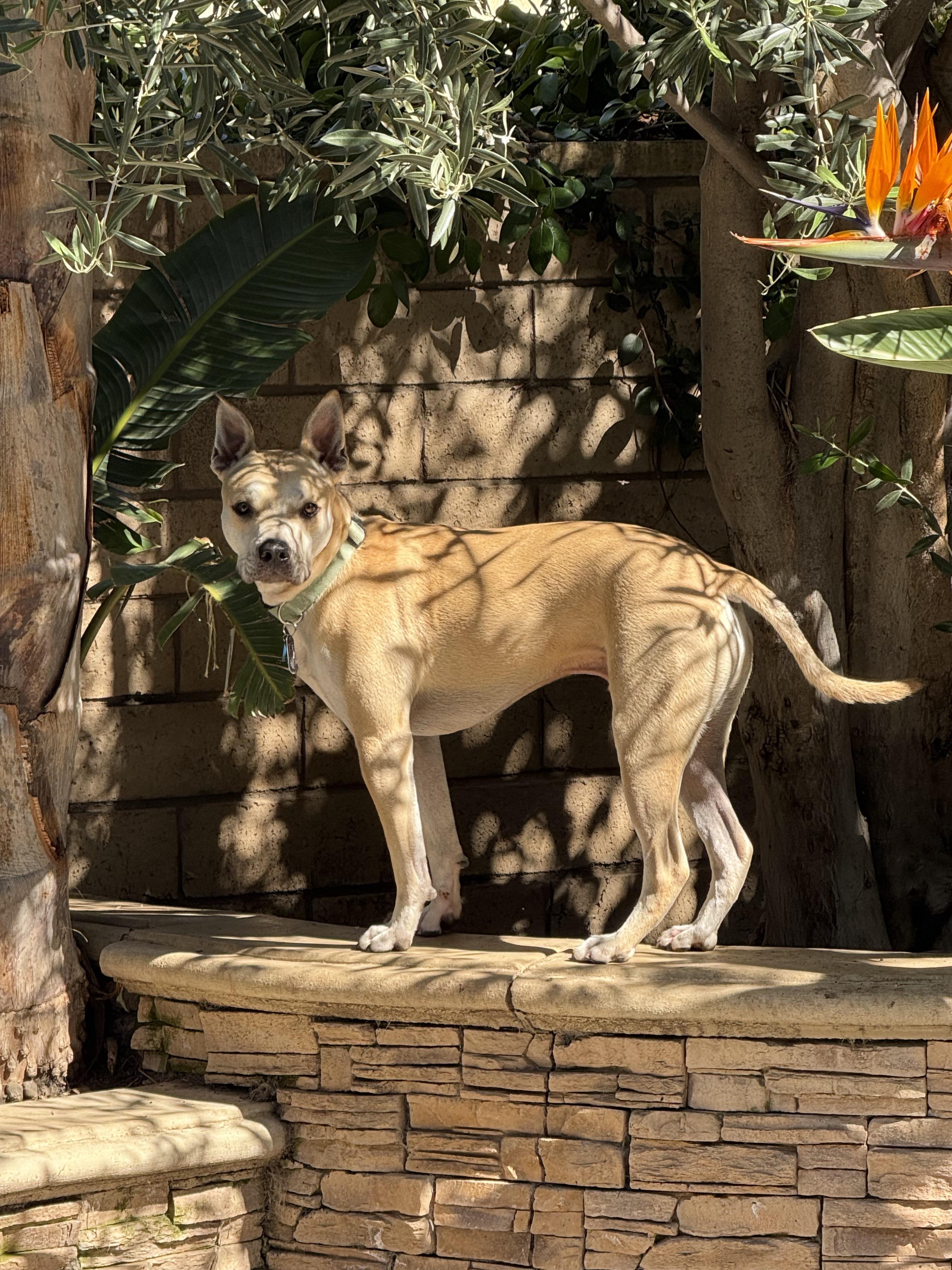 Enlarge Cosmo, a Adoptable Pit Bull Terrier in Portland , OR image 2/6