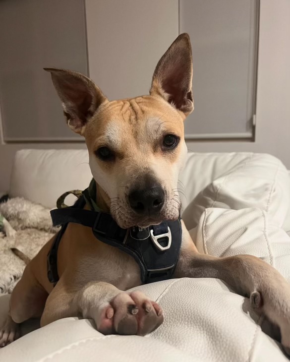 Enlarge Cosmo, a Adoptable Pit Bull Terrier in Portland , OR image 1/6