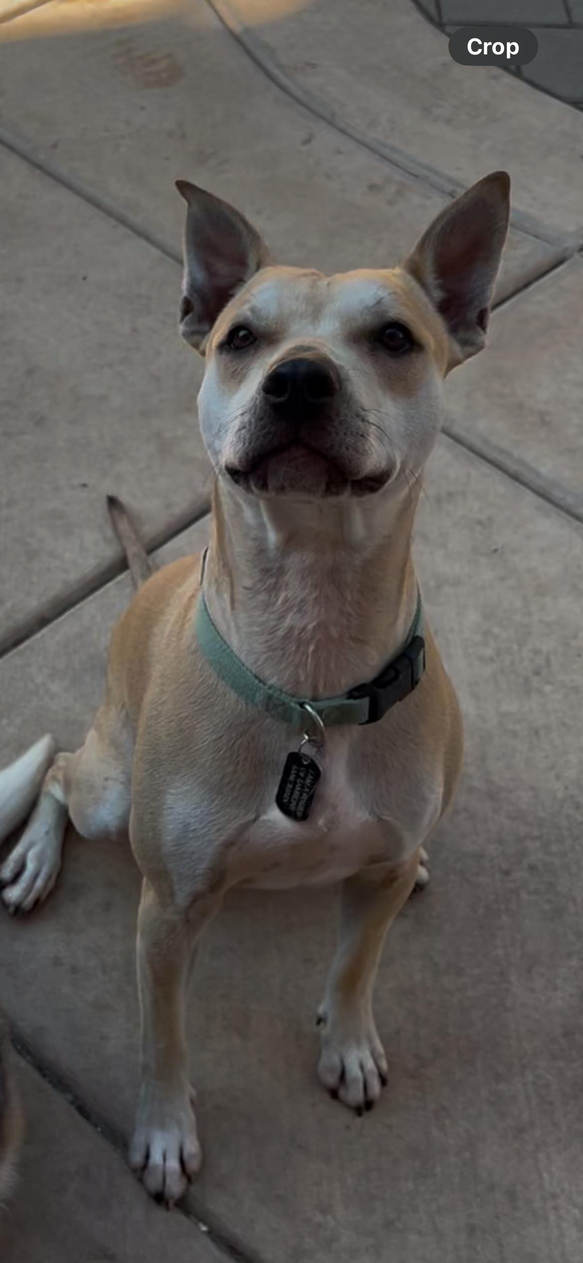 Enlarge Cosmo, a Adoptable Pit Bull Terrier in Portland , OR image 6/6