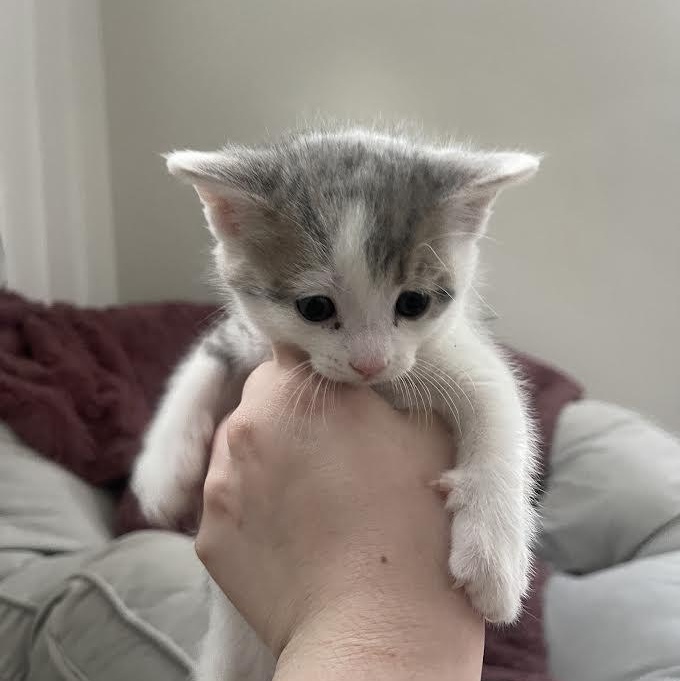 Enlarge Froot Loops aka Luc de Loop, a Adoptable Domestic Short Hair in Bainbridge, PA image 3/3