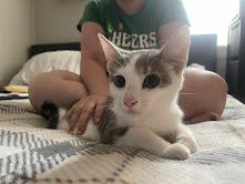 Froot Loops aka Luc de Loop, Adoptable, Kitten Male Domestic Short Hair.