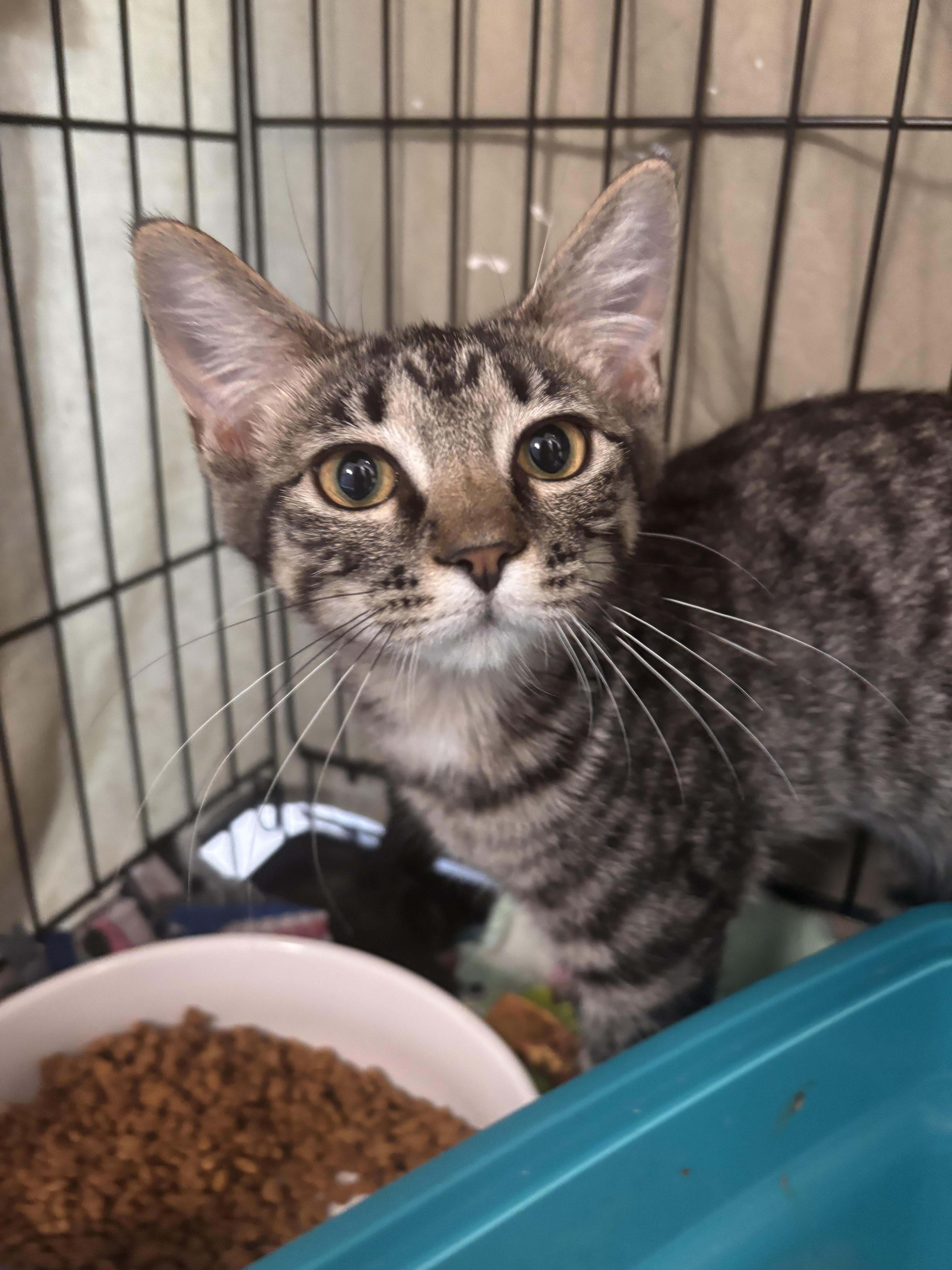 Orianthi, Adoptable, Adult Male Domestic Short Hair.