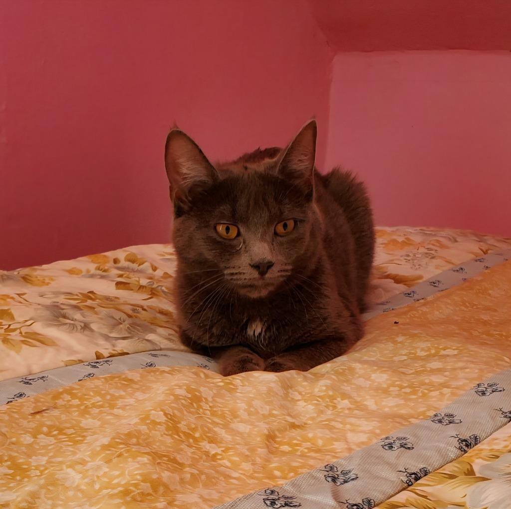 Enlarge Mango, a Adoptable mixed breed in Brainardsville, NY image 1/1