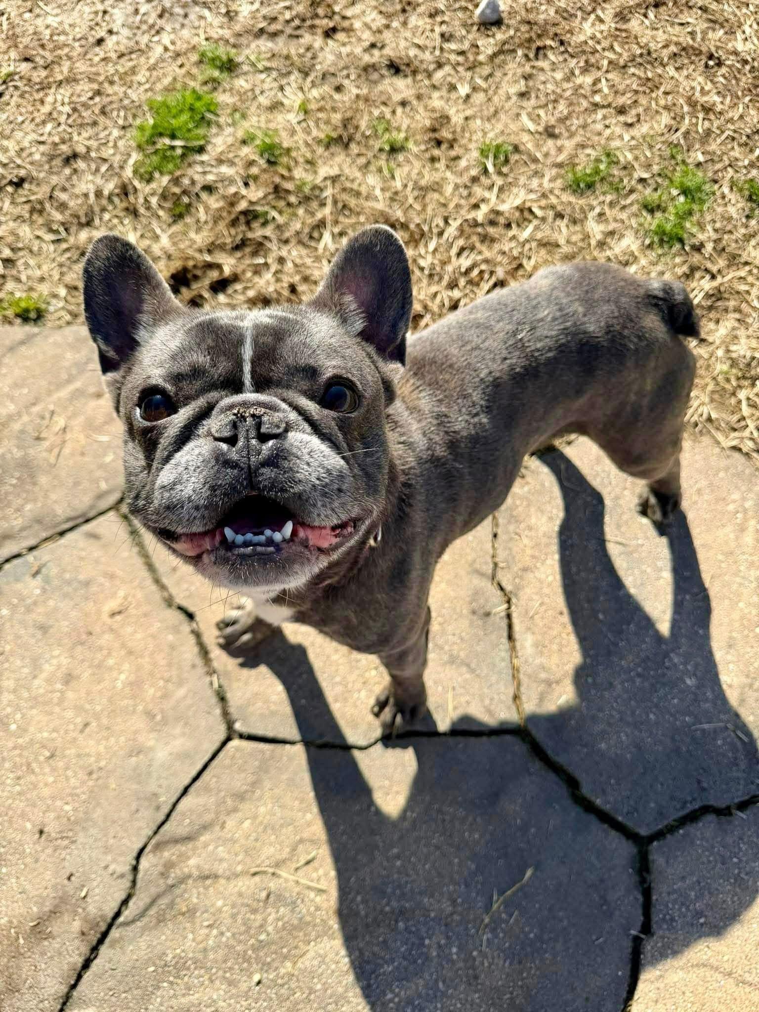 Enlarge Peppy , a ADOPTABLE French Bulldog in Yorktown, VA image 4/5