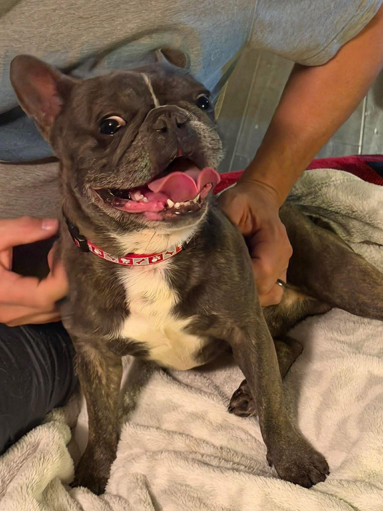 Enlarge Peppy , a ADOPTABLE French Bulldog in Yorktown, VA image 3/5