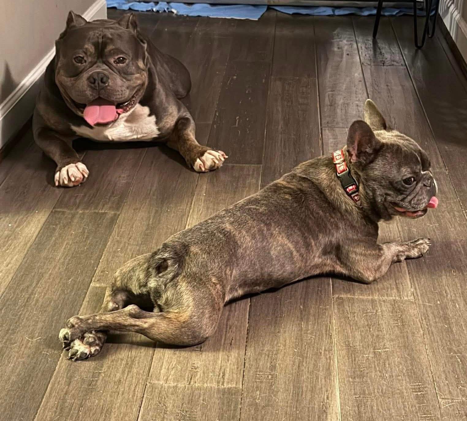 Enlarge Peppy , a ADOPTABLE French Bulldog in Yorktown, VA image 2/5