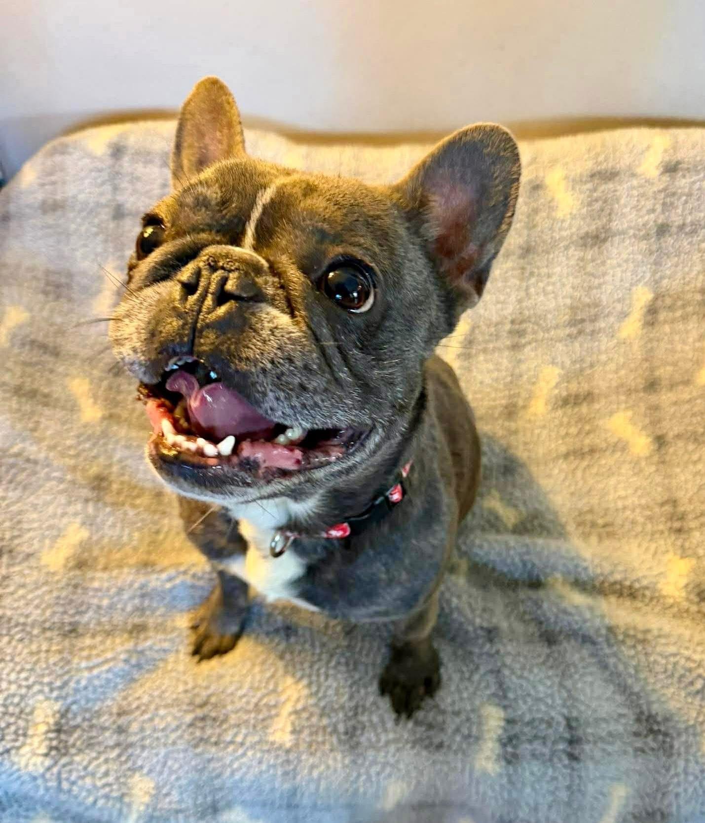 Peppy , ADOPTABLE, Adult Male French Bulldog.