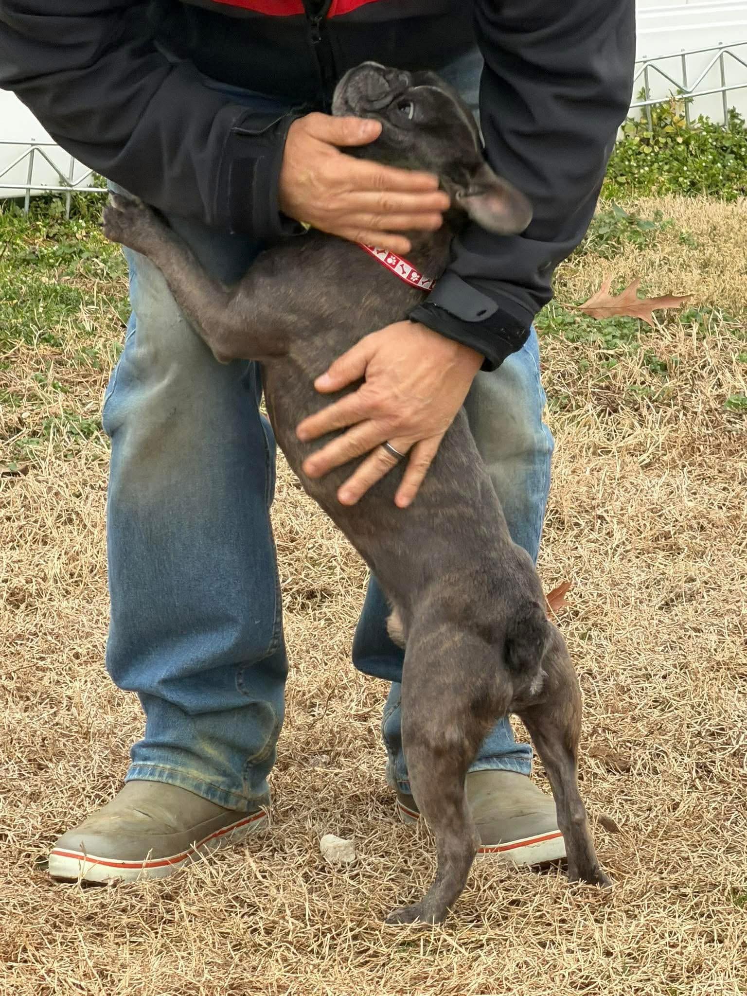 Enlarge Peppy , a ADOPTABLE French Bulldog in Yorktown, VA image 5/5