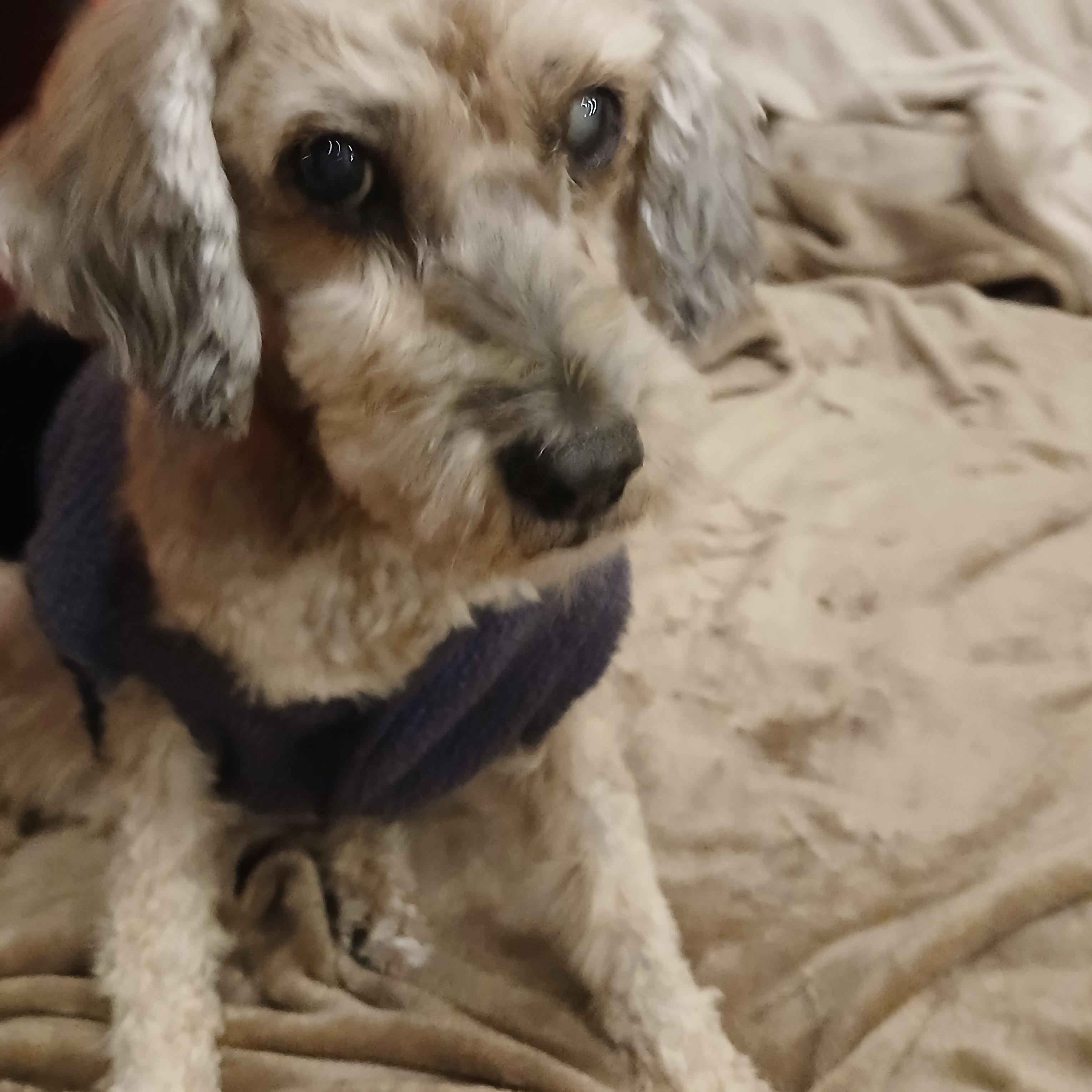 Butterball, Adoptable, Senior Female Miniature Poodle.