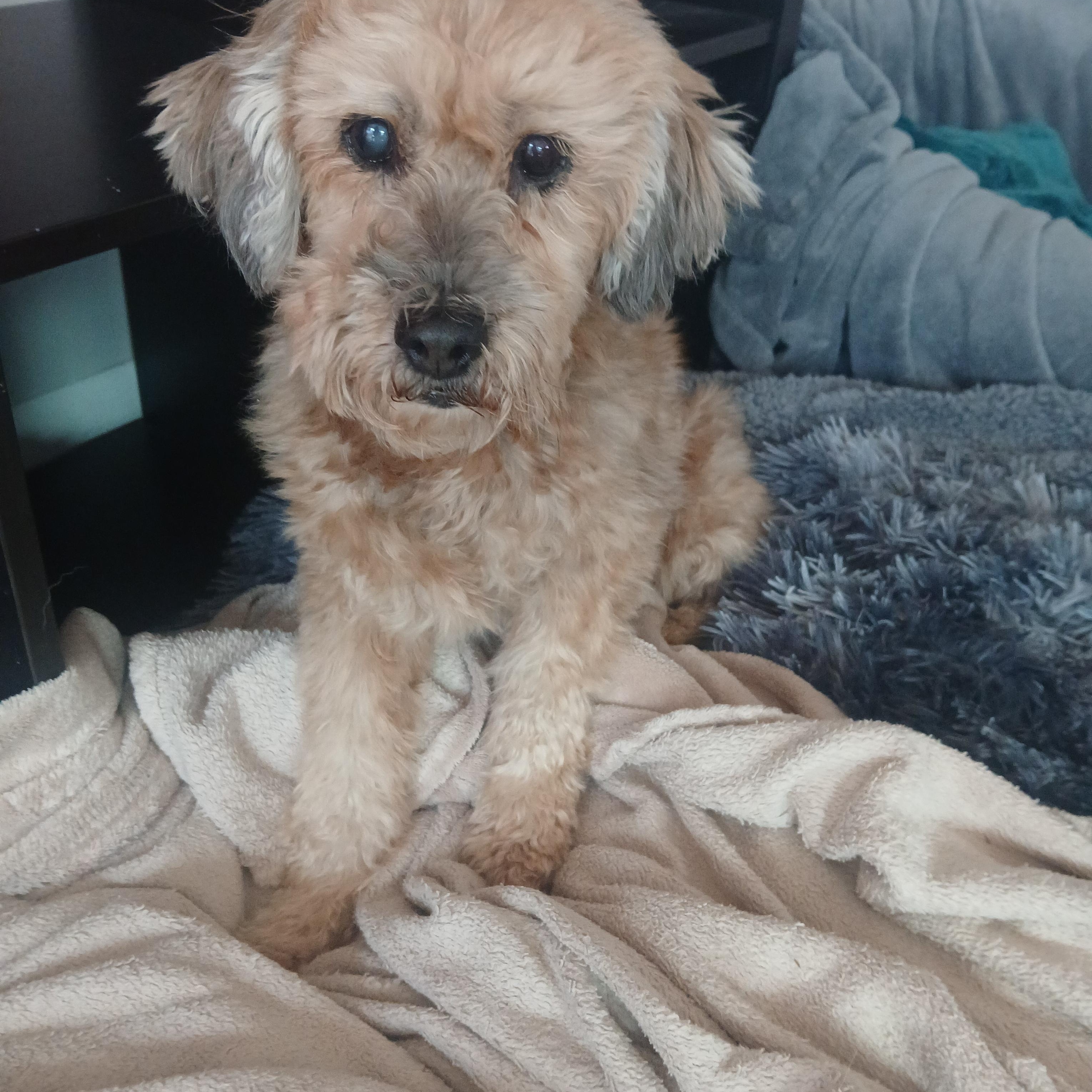 Enlarge Butterball, a Adoptable mixed breed in Haymarket, VA image 2/4