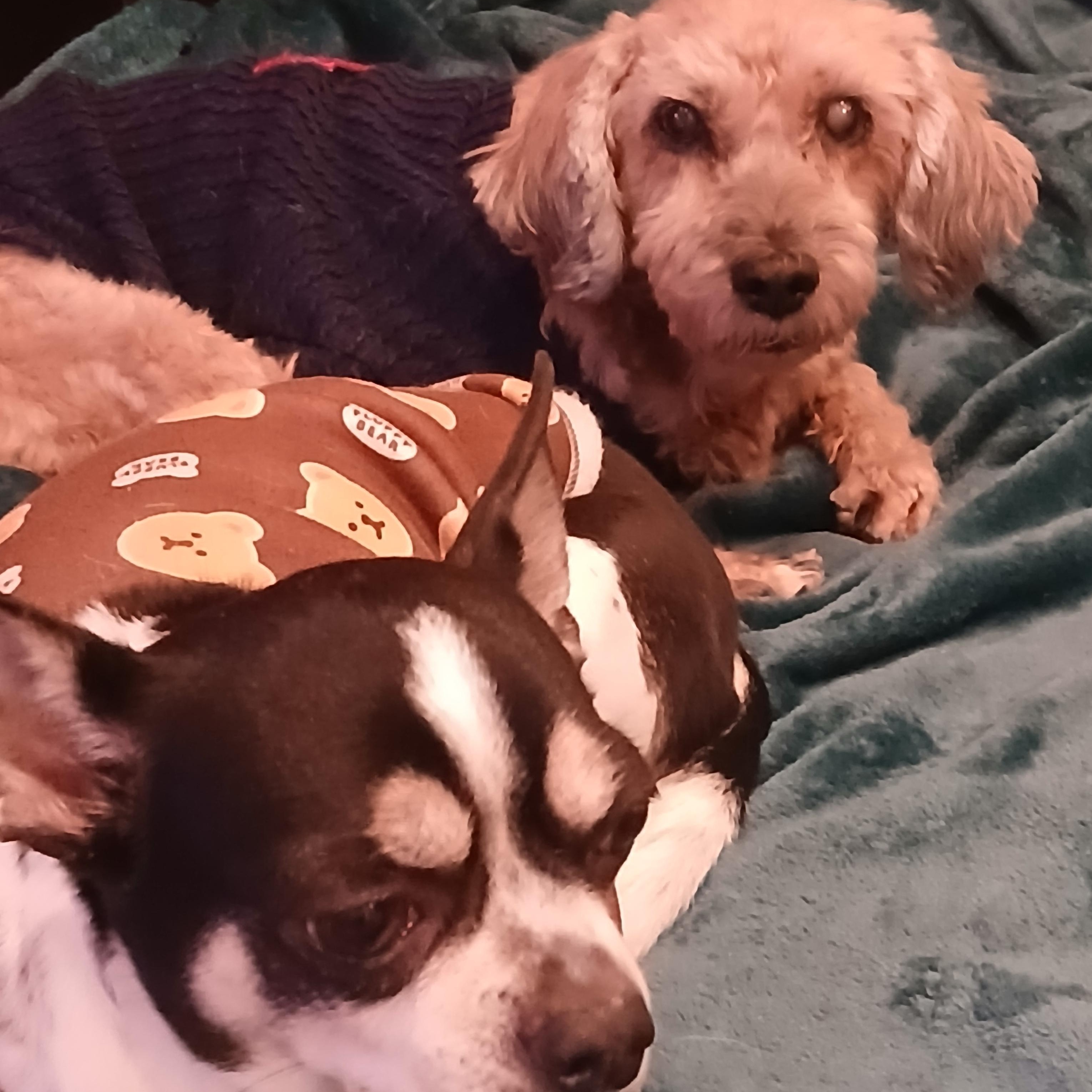 Enlarge Butterball, a Adoptable mixed breed in Haymarket, VA image 3/4