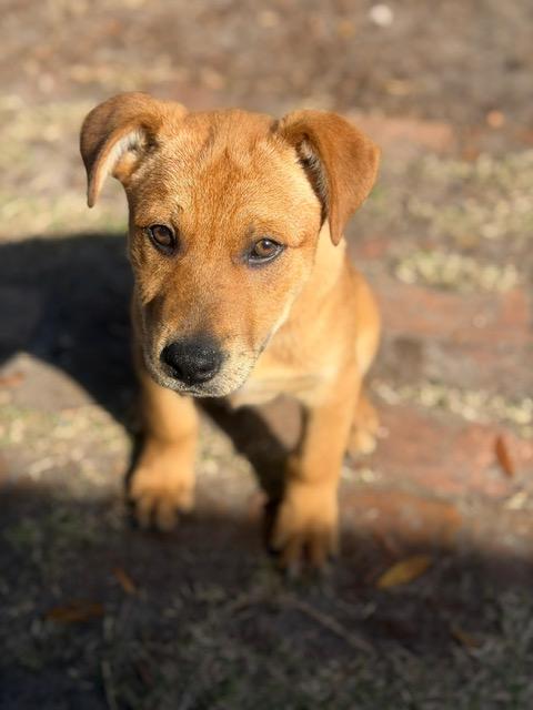 Enlarge Matthew, a ADOPTABLE mixed breed in Manhasset, NY image 4/6