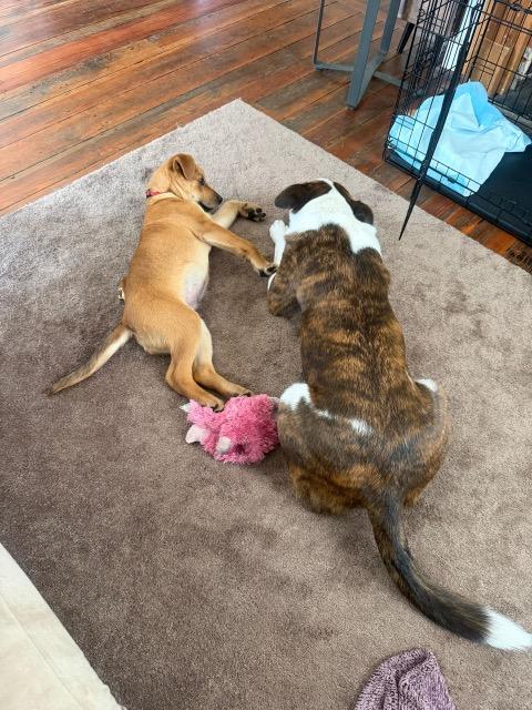 Enlarge Matthew, a ADOPTABLE mixed breed in Manhasset, NY image 5/6