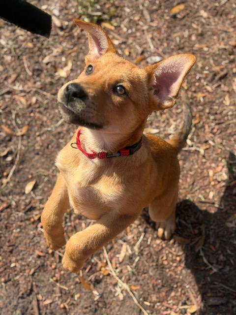 Matthew, ADOPTABLE, Puppy Male Labrador Retriever & Shepherd.