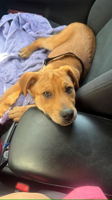 Enlarge Matthew, a ADOPTABLE mixed breed in Manhasset, NY image 3/6