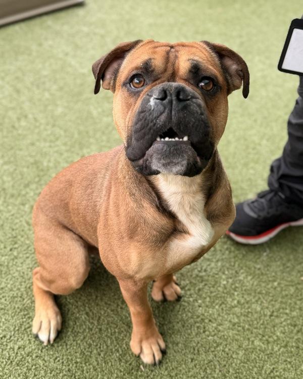 Ben, Adoptable, Adult Male Boxer.