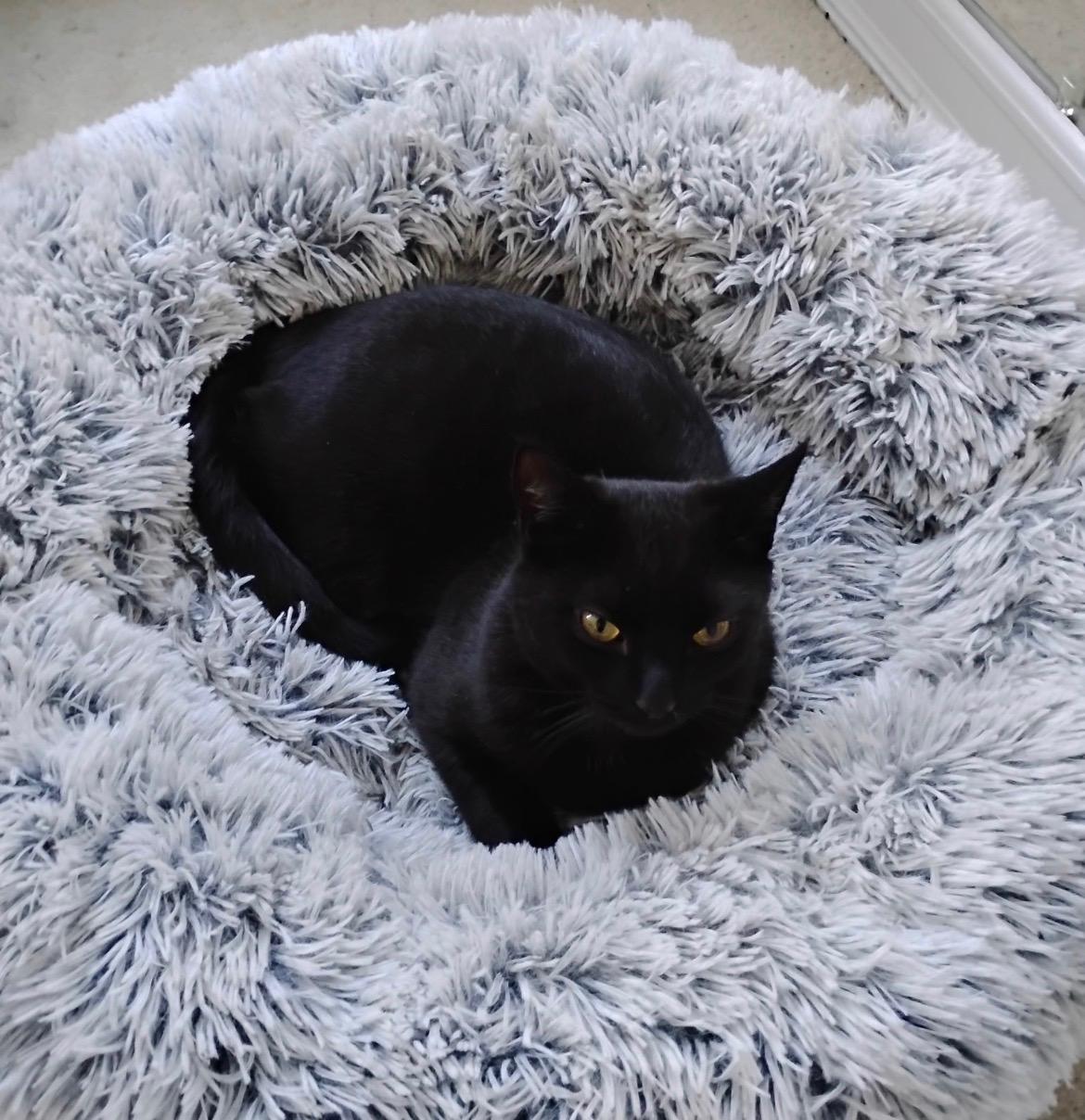 Enlarge Ethel, a ADOPTABLE Domestic Short Hair in Bayonne, NJ image 3/3