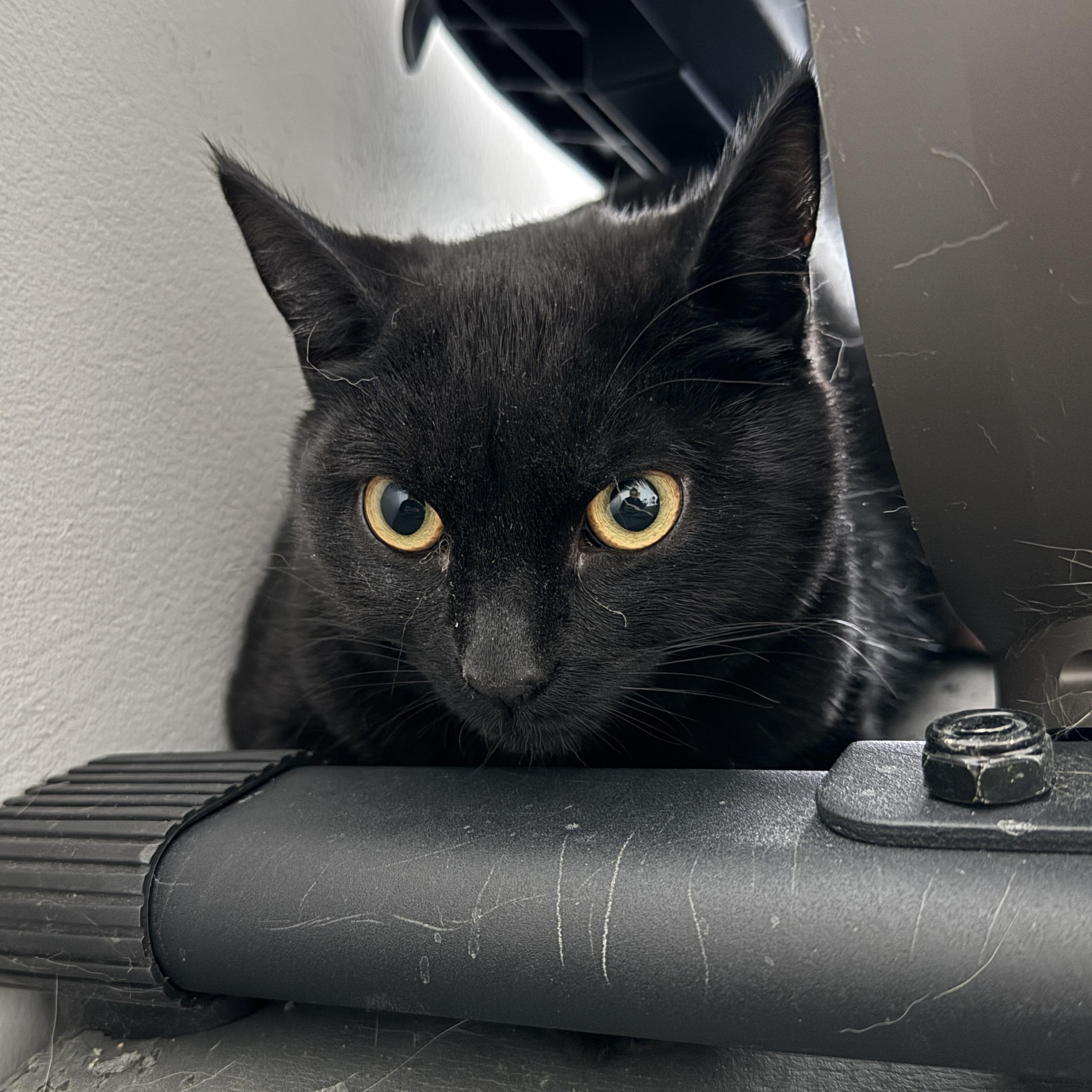 Enlarge Ethel, a ADOPTABLE Domestic Short Hair in Bayonne, NJ image 1/3