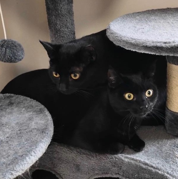 Enlarge Ethel, a ADOPTABLE Domestic Short Hair in Bayonne, NJ image 2/3