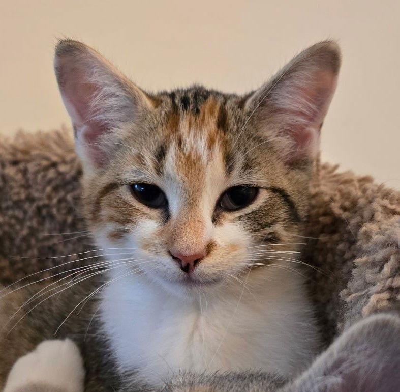 Calliope A, a Adopted Domestic Short Hair in Cary, NC image 1/3