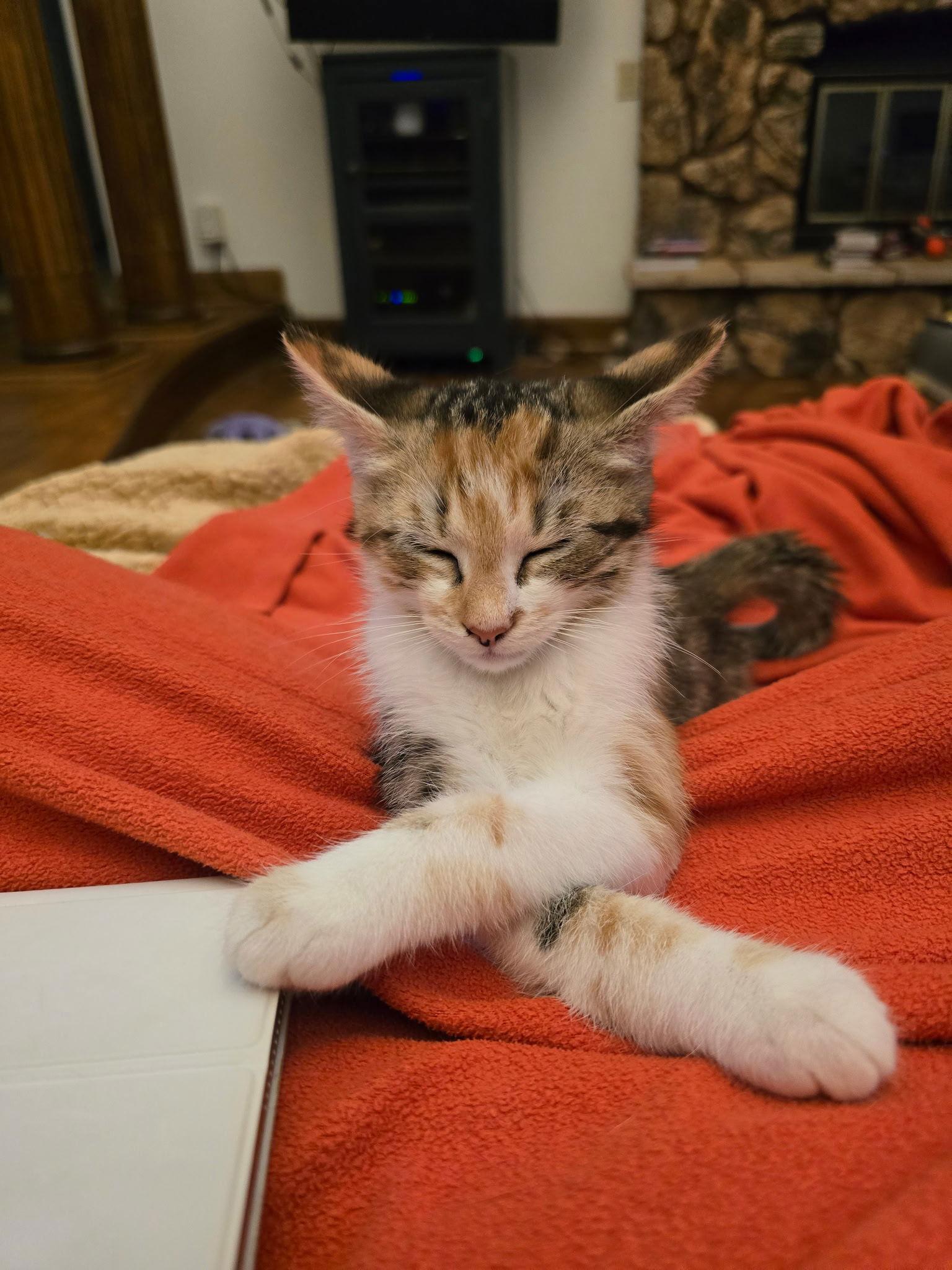 Calliope A, a Adopted Domestic Short Hair in Cary, NC image 2/3