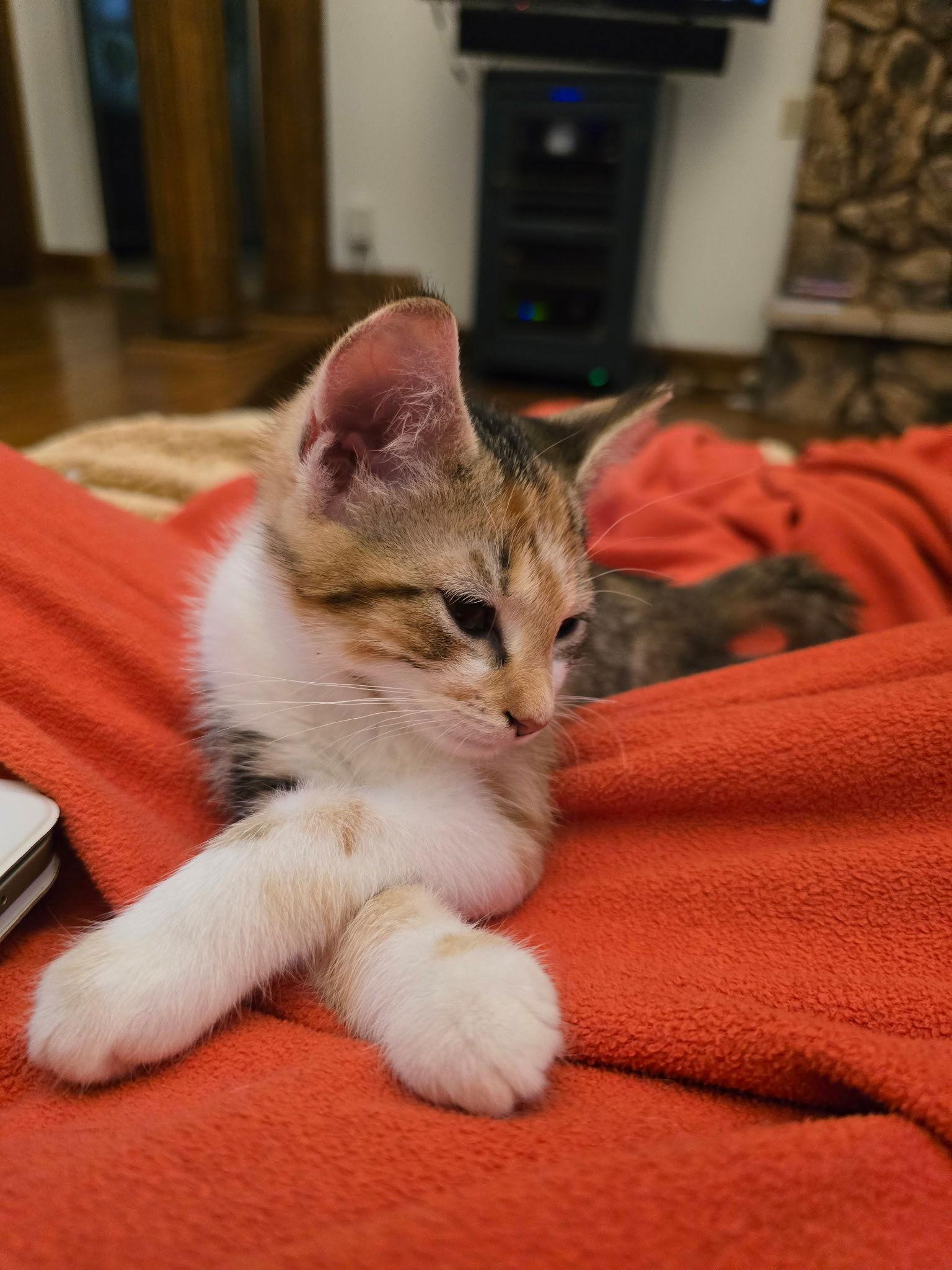 Calliope A, a Adopted Domestic Short Hair in Cary, NC image 3/3