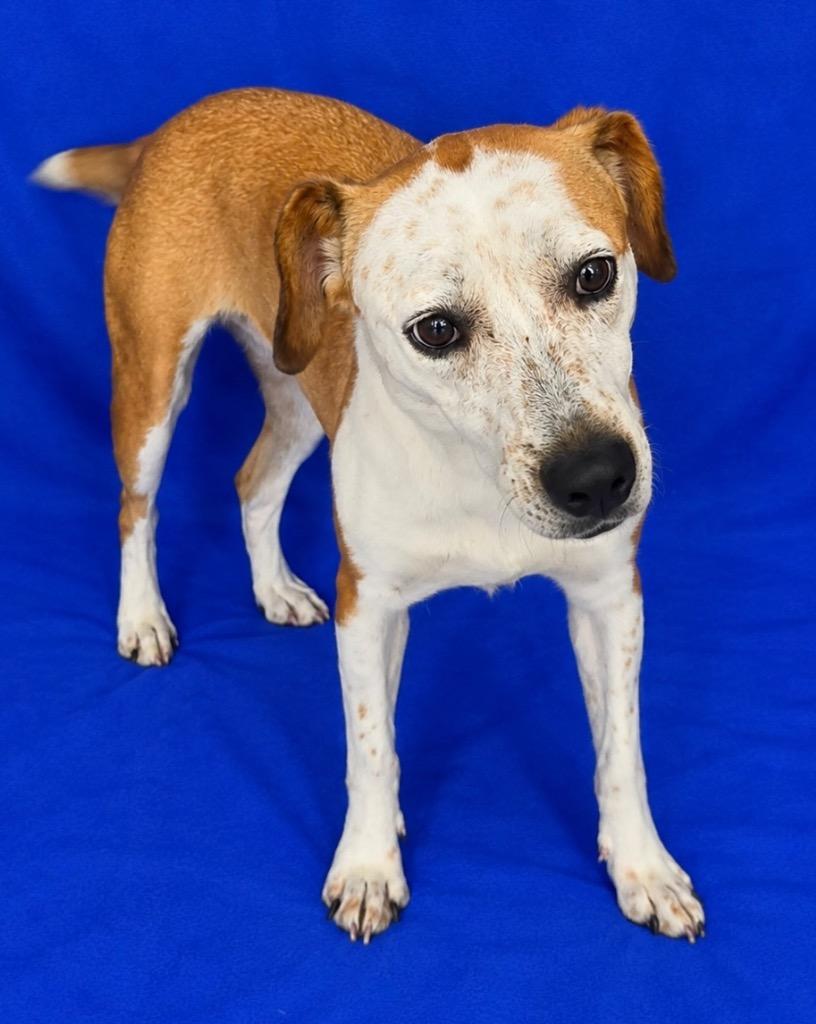 Enlarge Big Mac, a Adoptable Mixed Breed in Ruston, LA image 1/1