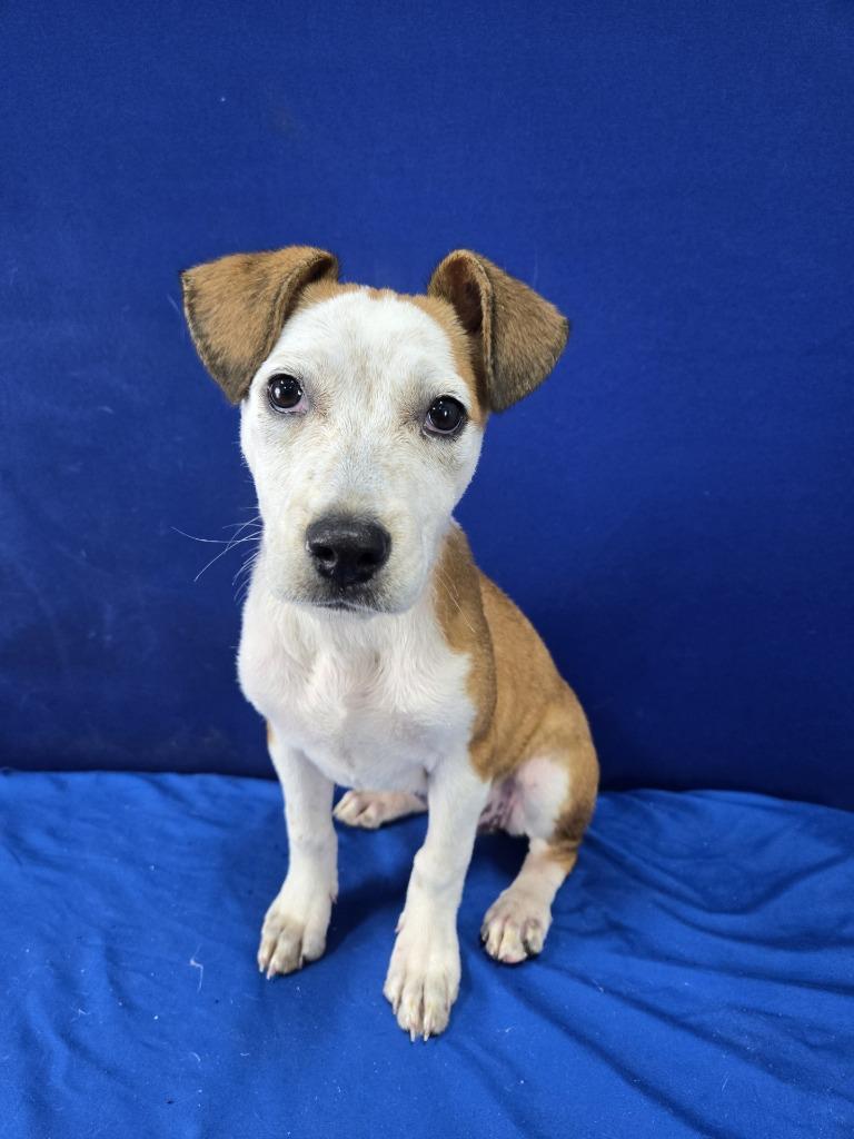 Big Mac, Adoptable, Young Female Mixed Breed.