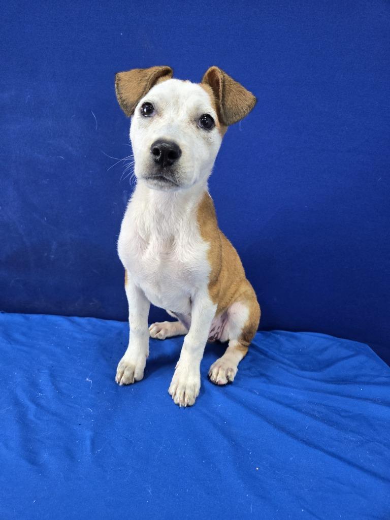 Big Mac, a Adoptable Mixed Breed in Ruston, LA image 2/3