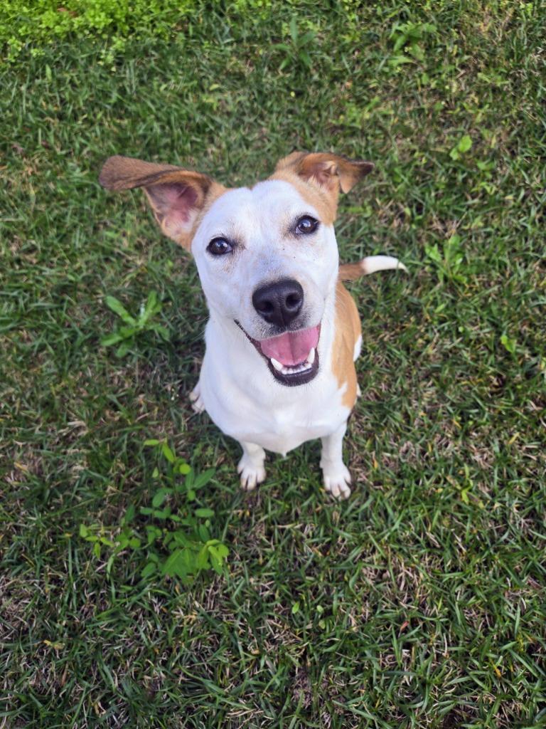Big Mac, a Adoptable Mixed Breed in Ruston, LA image 3/3
