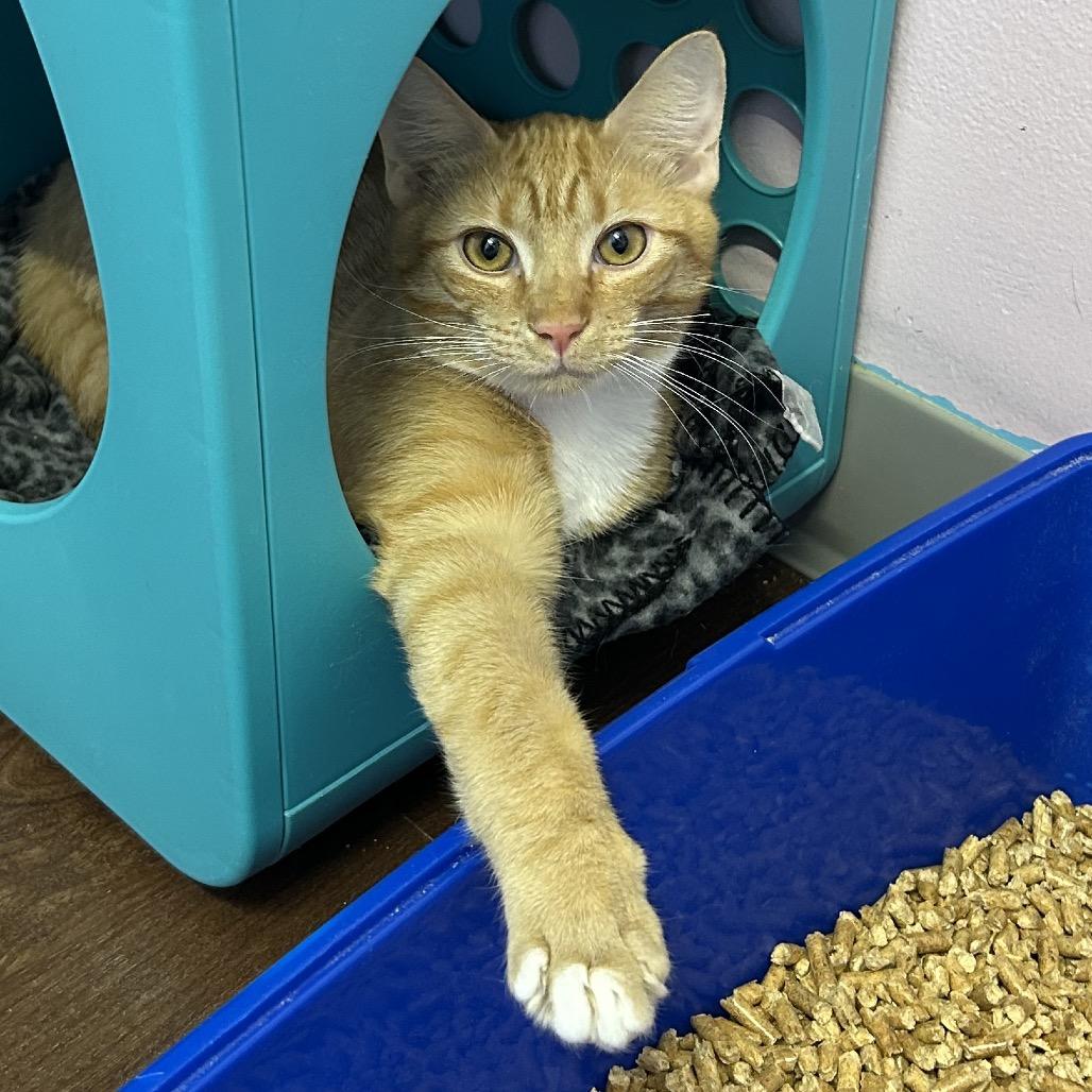 Banzai, Adoptable, Young Male Domestic Short Hair.