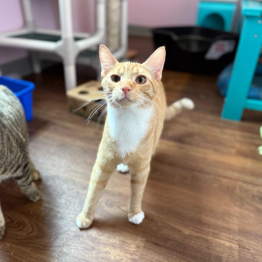 Enlarge Banzai, a Adoptable Domestic Short Hair in Port Richey, FL image 2/6