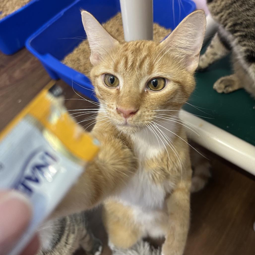 Enlarge Banzai, a Adoptable Domestic Short Hair in Port Richey, FL image 3/6