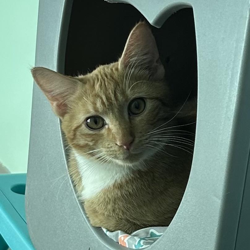 Enlarge Banzai, a Adoptable Domestic Short Hair in Port Richey, FL image 5/6