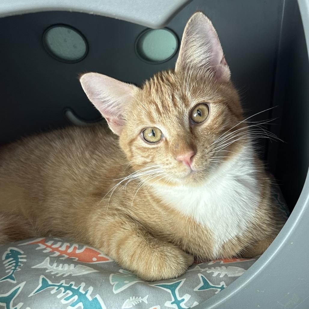 Enlarge Banzai, a Adoptable Domestic Short Hair in Port Richey, FL image 6/6