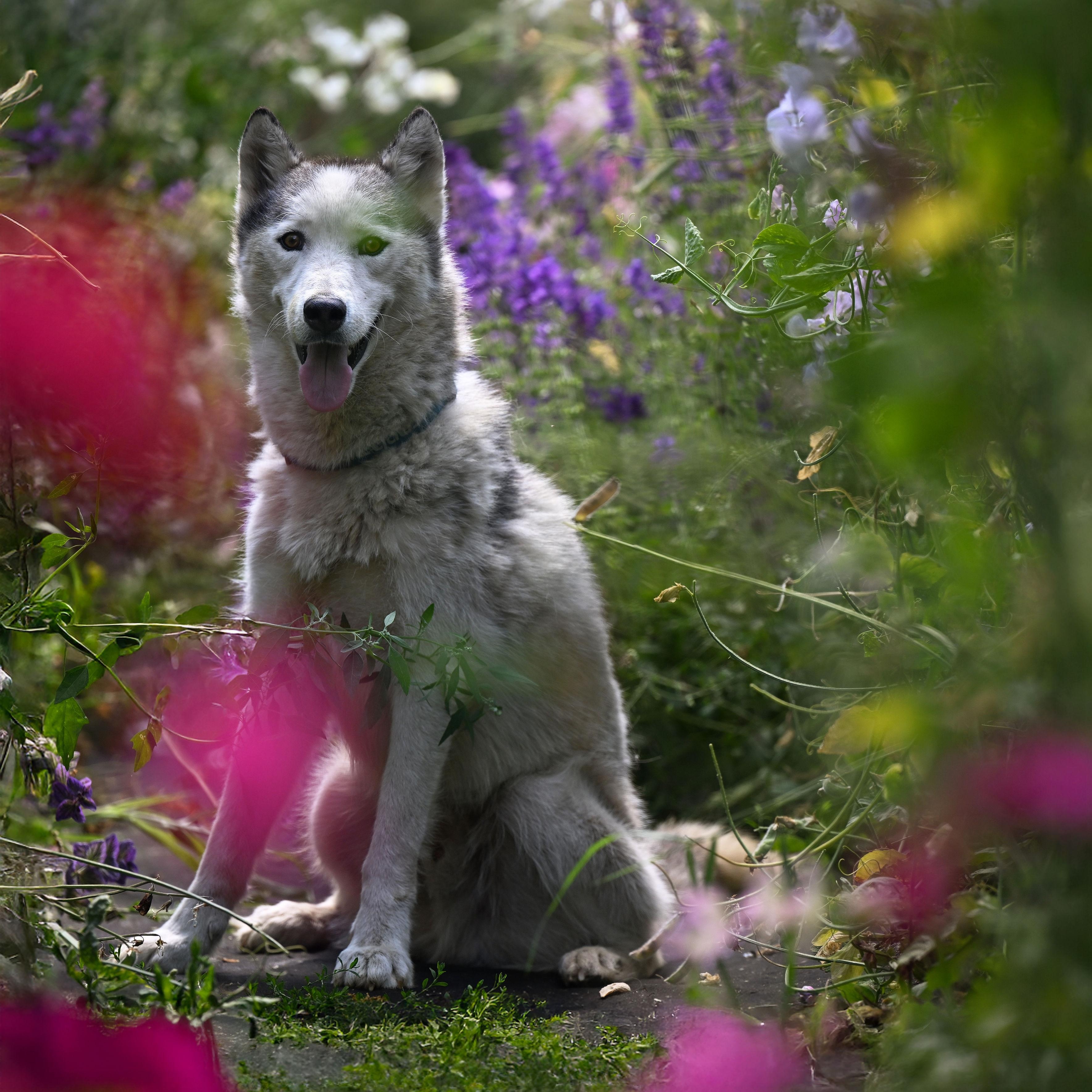 Hamilton, a Adoptable Siberian Husky in Ferndale, WA image 2/5