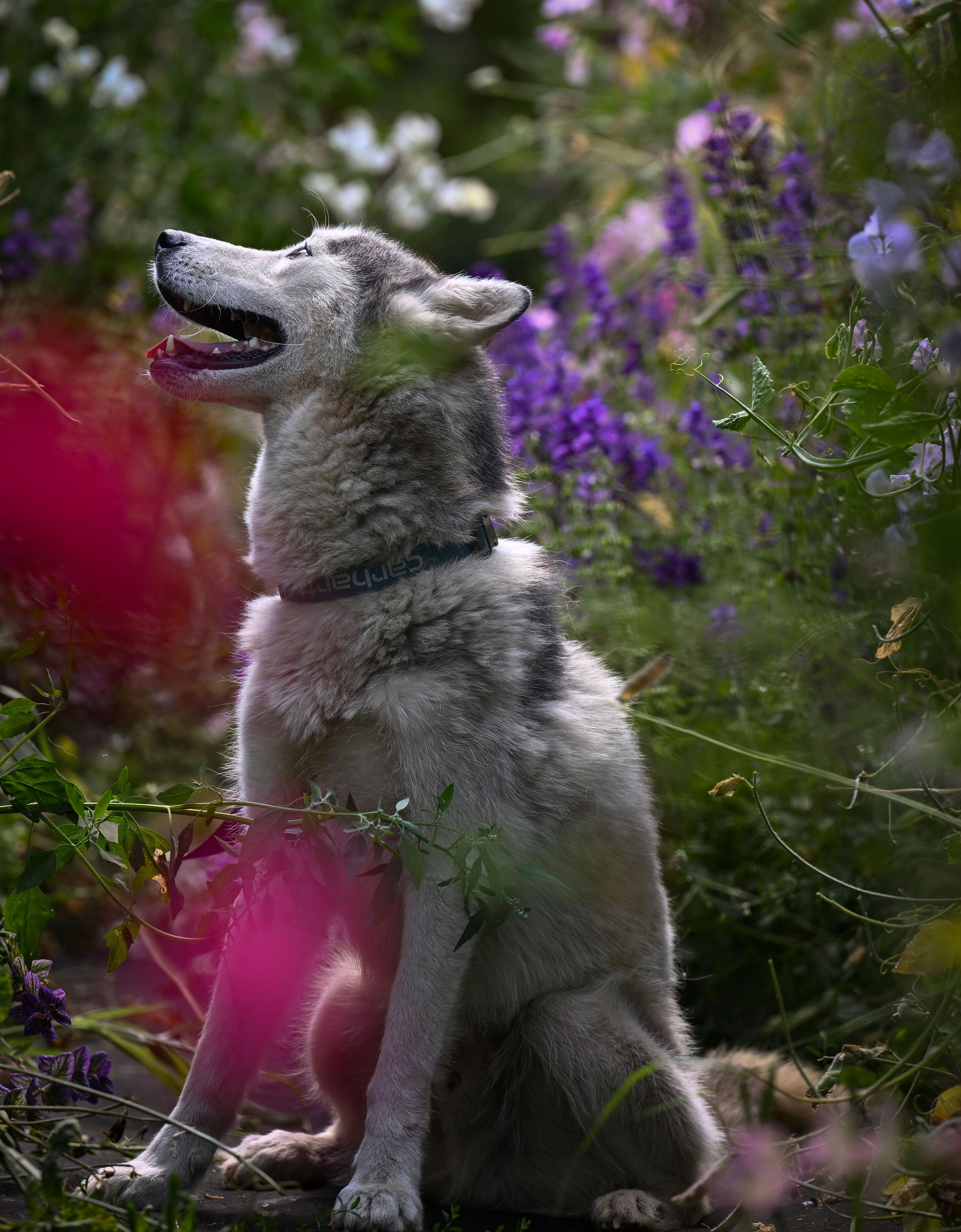 Hamilton, a Adoptable Siberian Husky in Ferndale, WA image 4/5