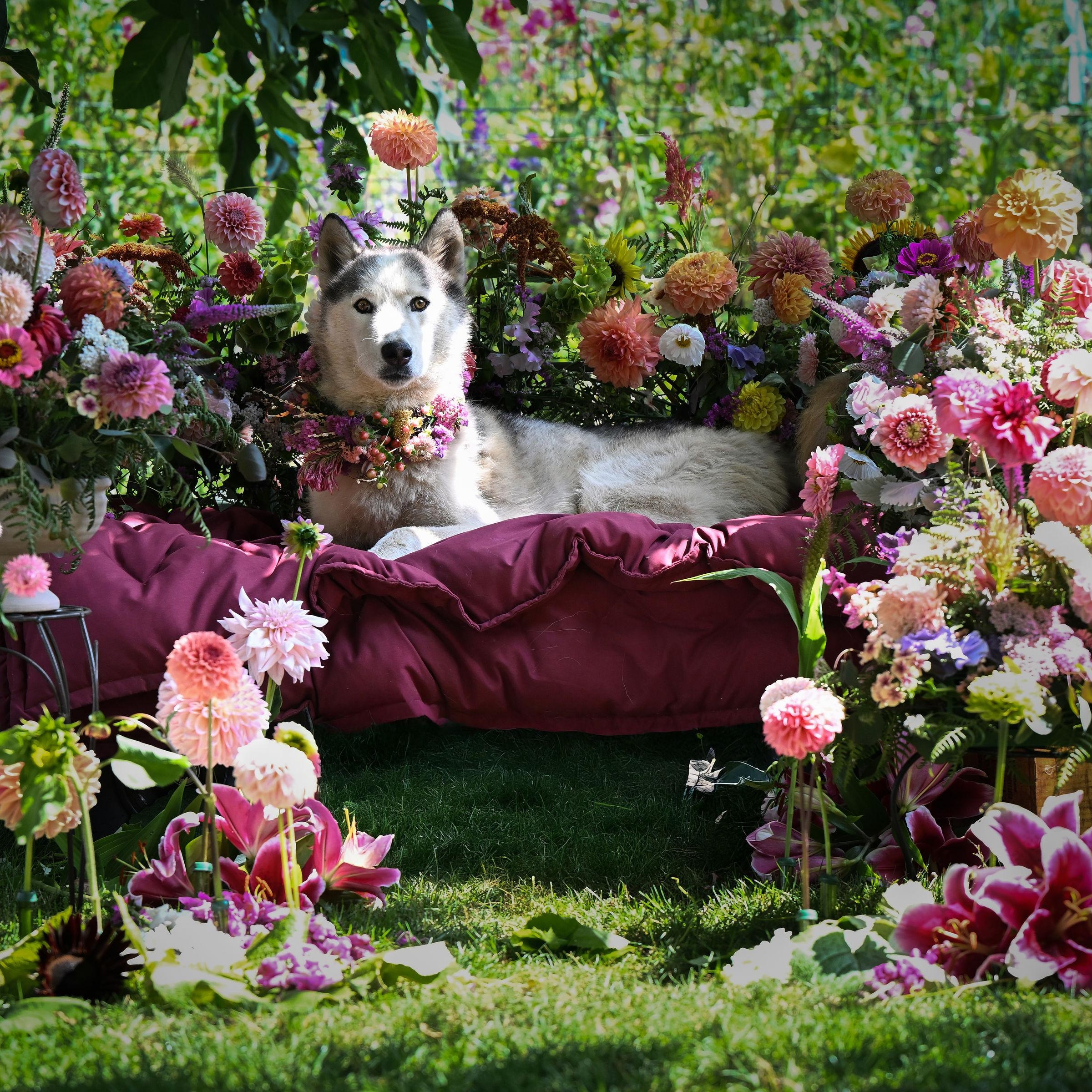 Hamilton, Adoptable, Adult Male Siberian Husky.
