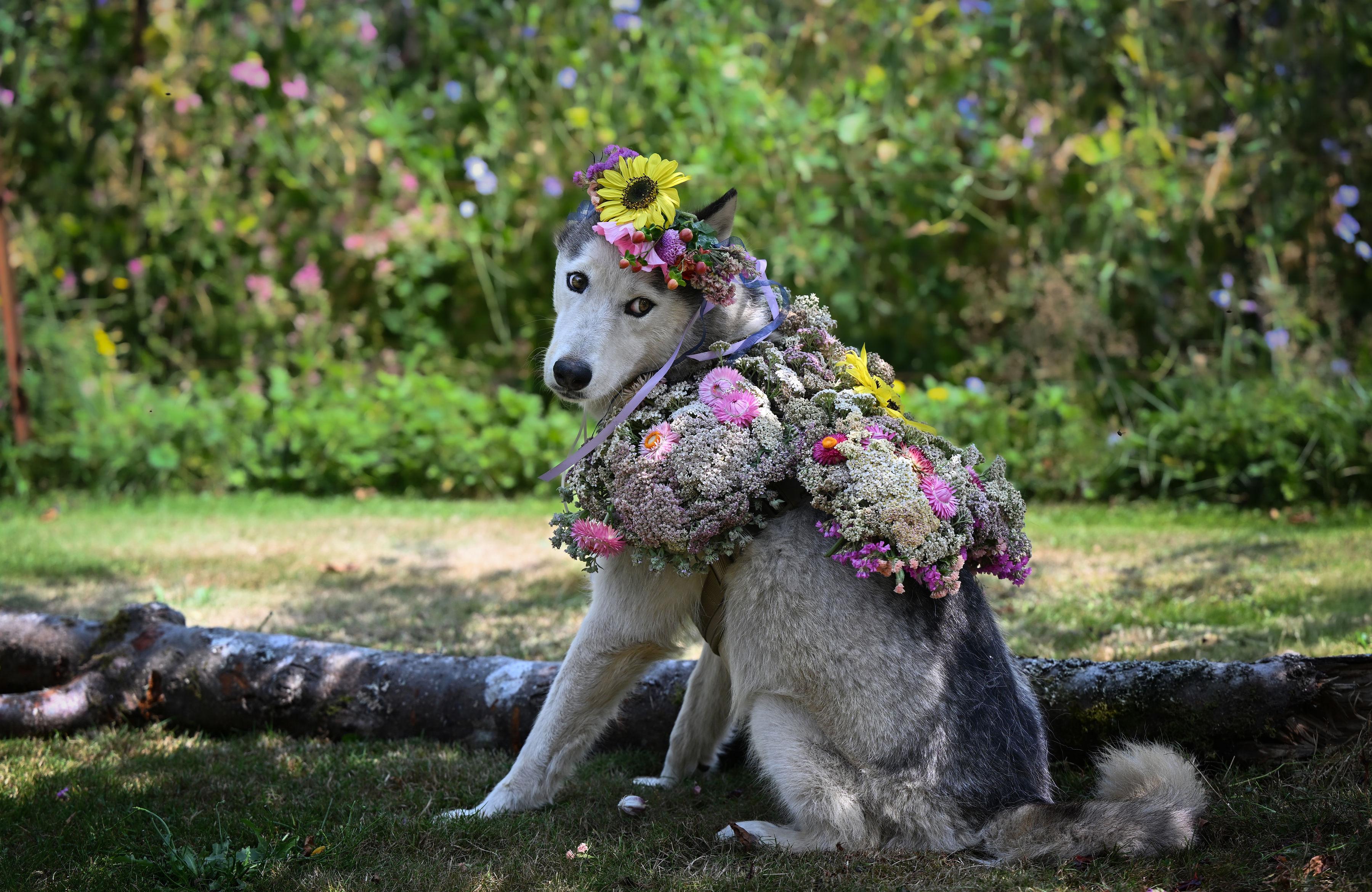 Hamilton, a Adoptable Siberian Husky in Ferndale, WA image 3/5
