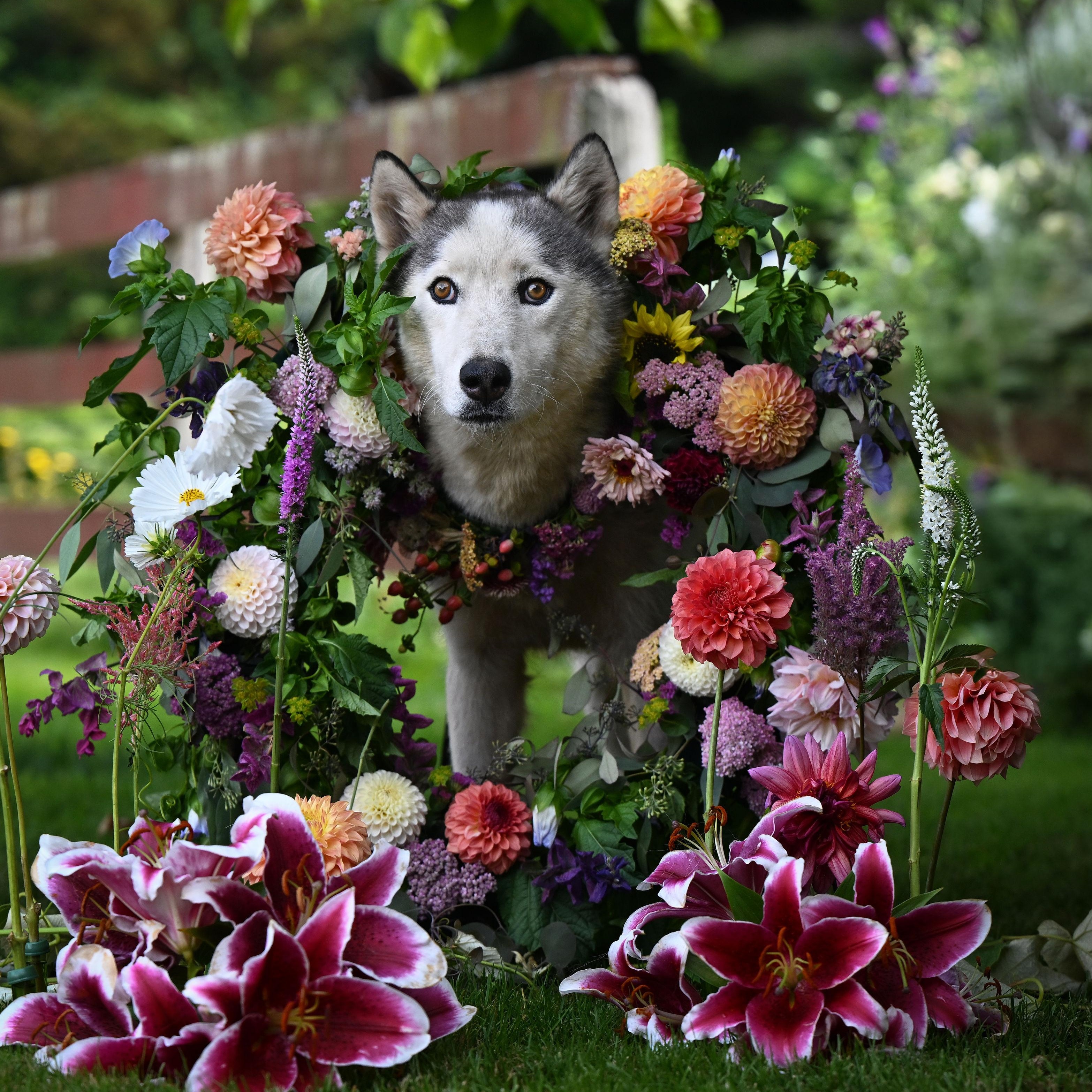 Hamilton, a Adoptable Siberian Husky in Ferndale, WA image 5/5