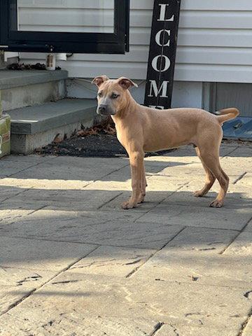 Bandit, Adopted, Young Male Pit Bull Terrier.