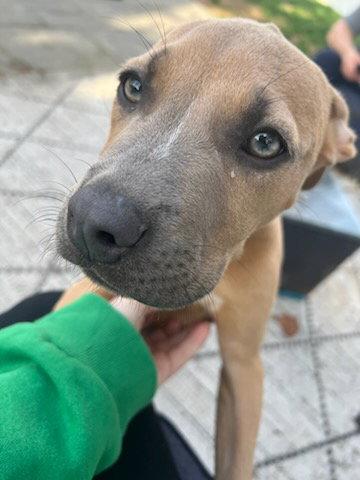 Enlarge Bandit, a Adopted Pit Bull Terrier in Union Beach, NJ image 2/3