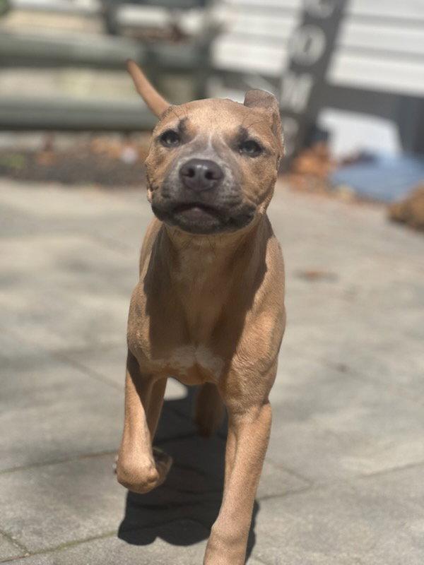 Enlarge Bandit, a Adopted Pit Bull Terrier in Union Beach, NJ image 3/3