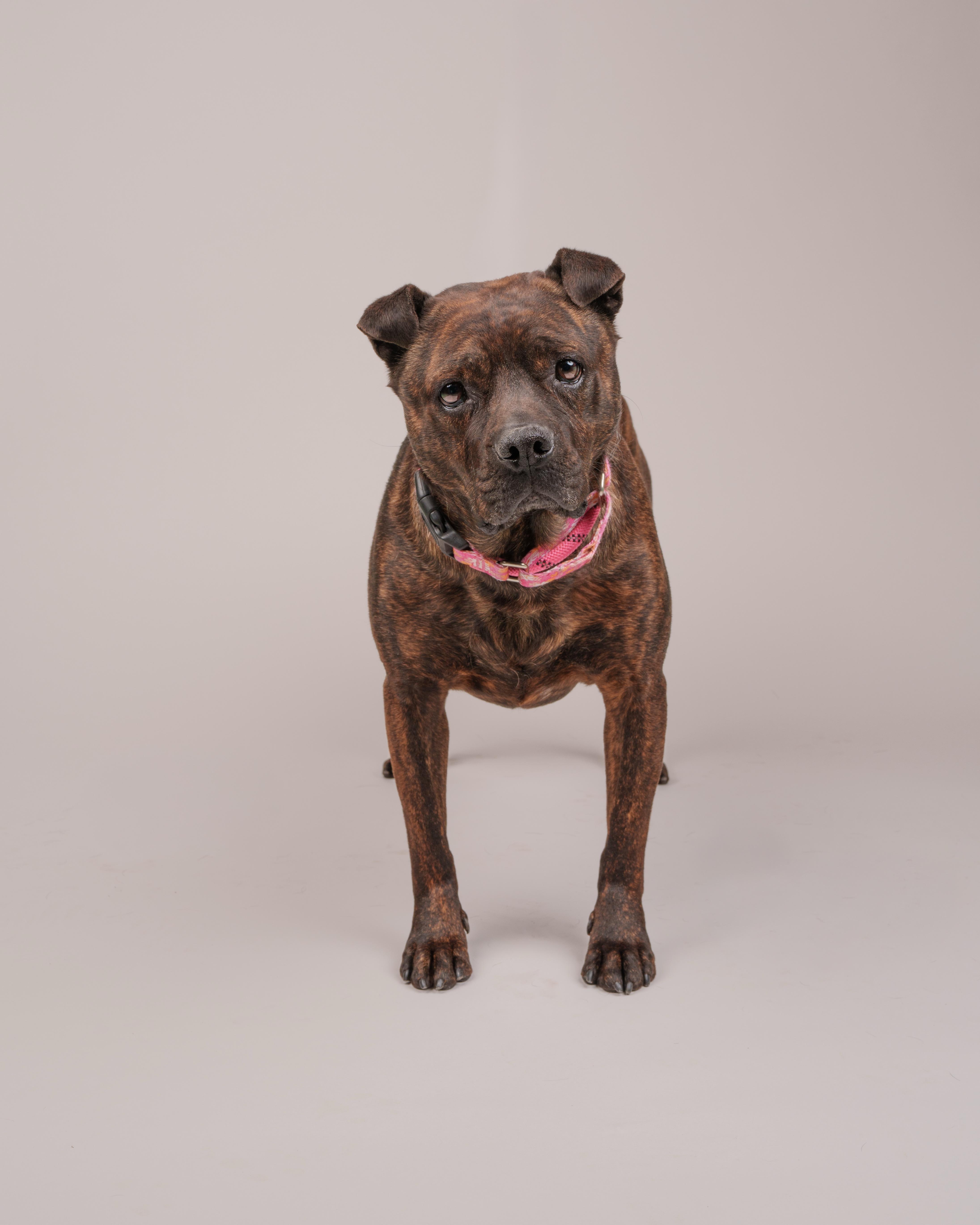 Christian , ADOPTABLE, Adult Male Shar-Pei.
