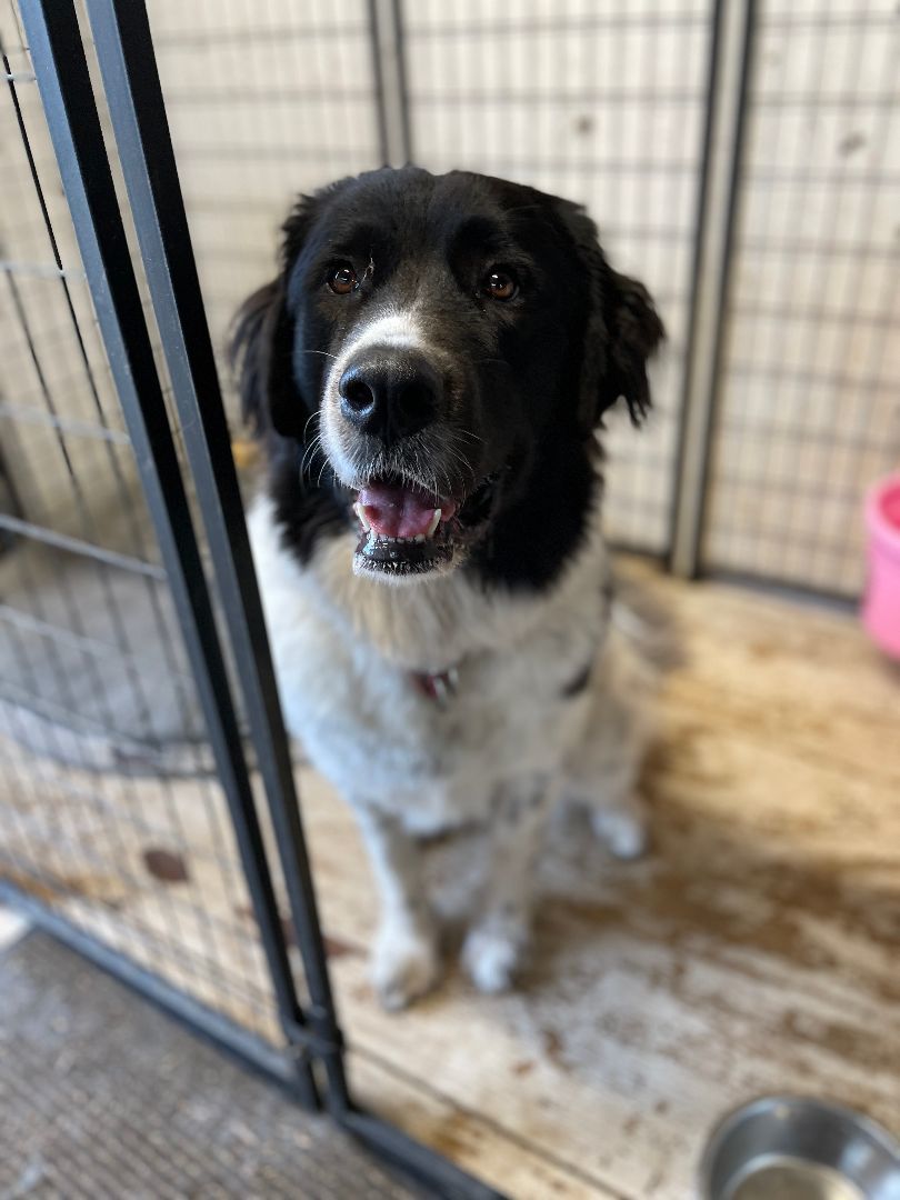 Daphne, an adoptable Newfoundland Dog in North Branch, MN, 55056 | Photo Image 1