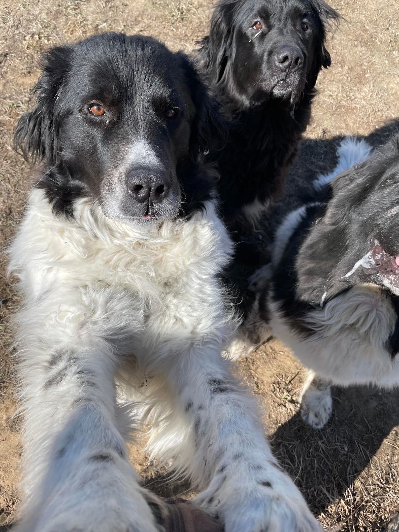 Daphne, a Adoptable Newfoundland Dog in North Branch, MN image 2/6