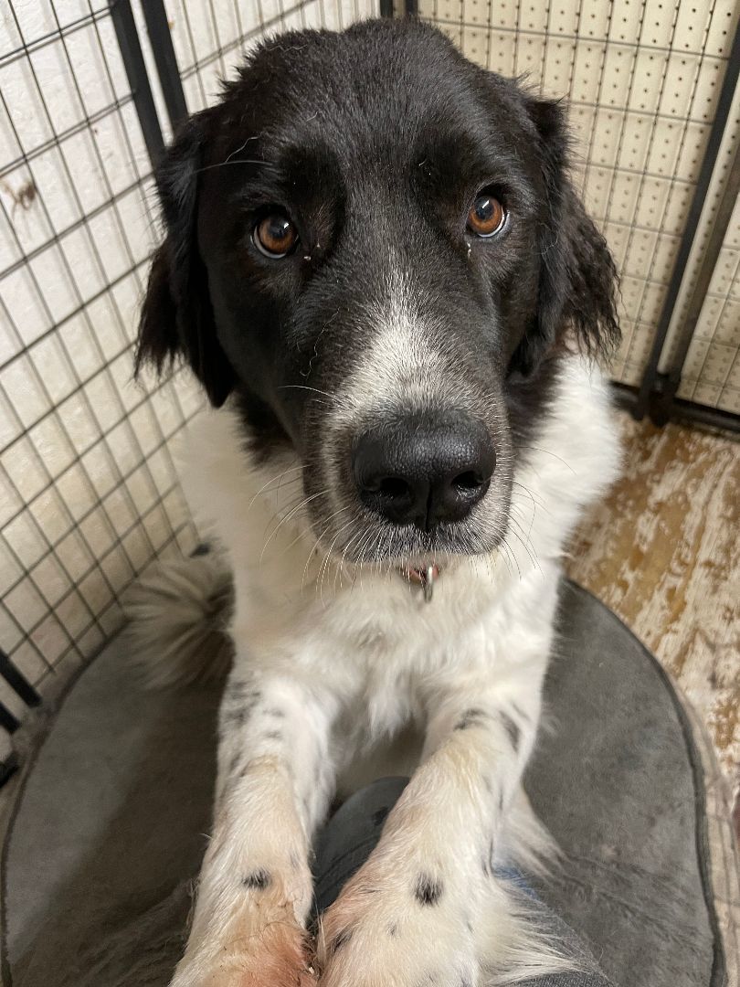 Daphne, an adoptable Newfoundland Dog in North Branch, MN, 55056 | Photo Image 2