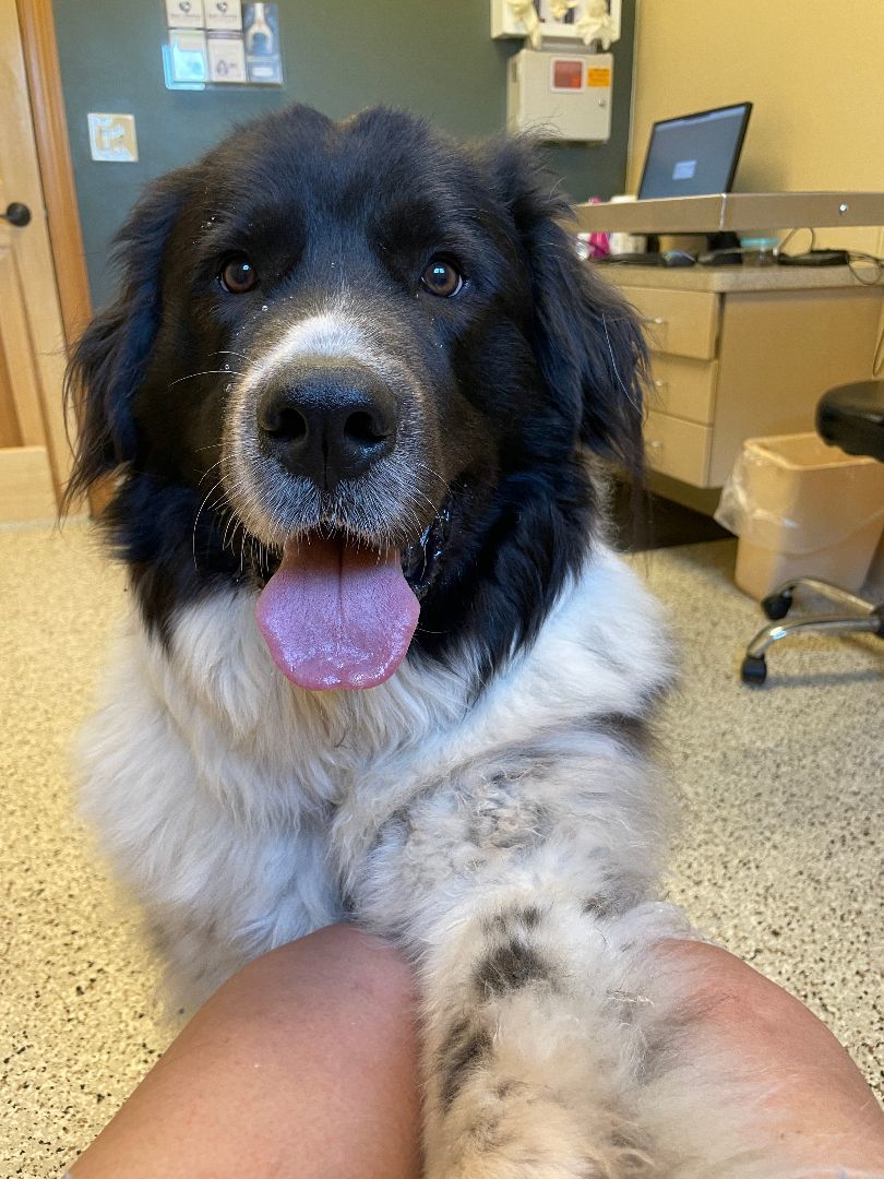 Daphne, an adoptable Newfoundland Dog in North Branch, MN, 55056 | Photo Image 3